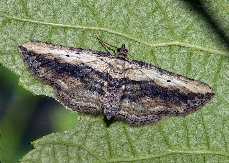 Horisme vitalbata, Geometridae